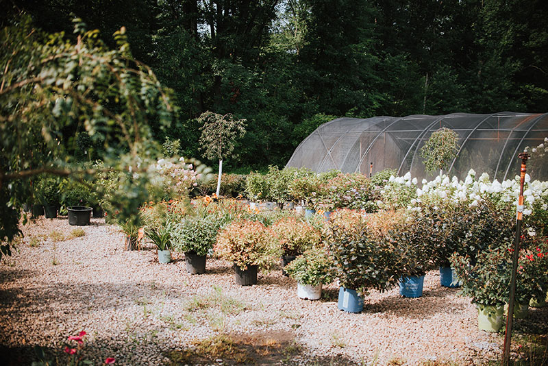 Plants for sale to the public 