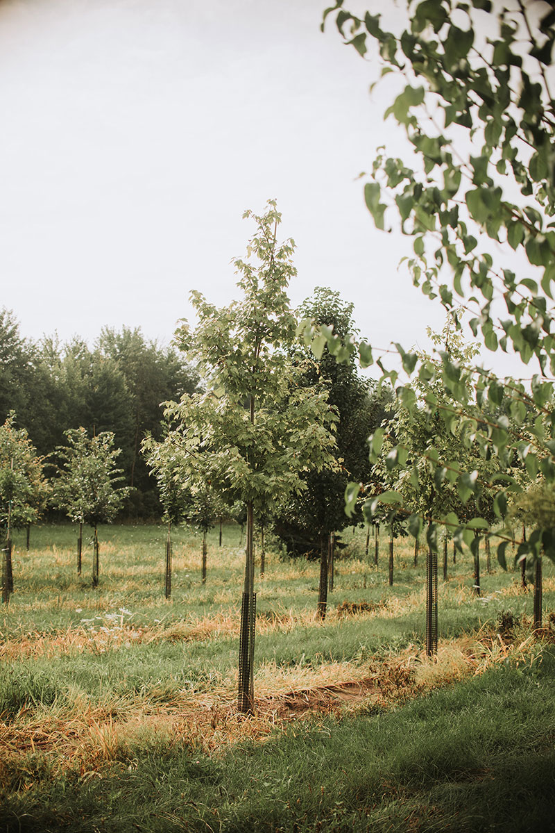 Nursery farm in St. Clair 